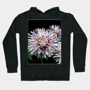 Dinnerplate Dahlia - Avignon Hoodie